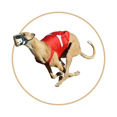 Leon Bet Brazil Virtual Sports Betting - Greyhound racing